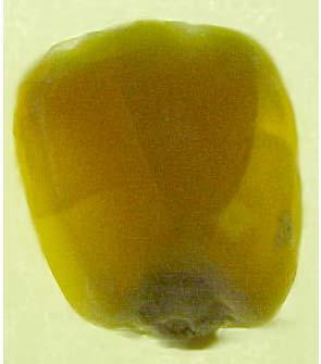 Figura 1 - Semente de milho com o endosperma seriamente danificado. Figura 2 