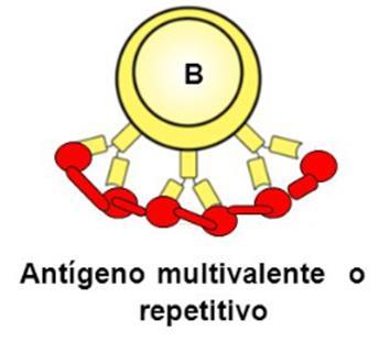 Resposta T independente Ligação com o antígeno multivalente: Ligação da IgM e IgD de