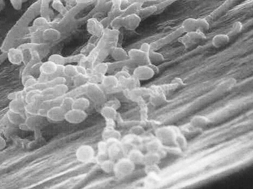 matriz do biofilme.