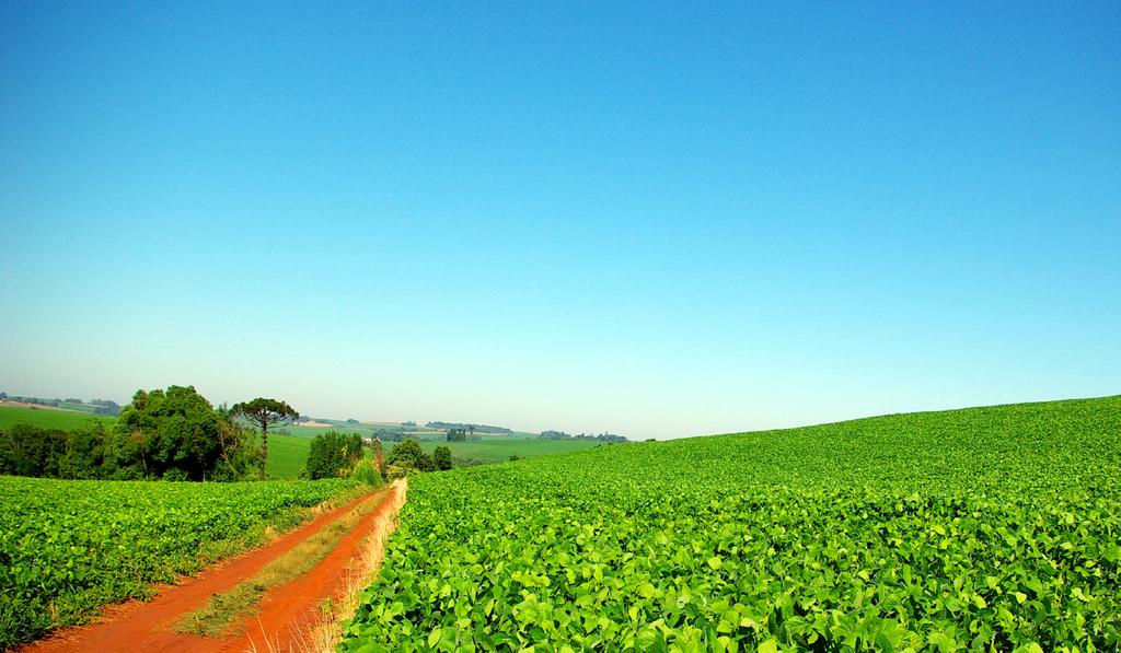 PIB do Agronegócio Brasil JULHO/2017 ESPECIAL CUSTOS DE PRODUÇÃO SOJA GASTOS COM INSETICIDAS E FUNGICIDAS QUASE DOBRARAM NOS ÚLTIMOS 10 ANOS O custo de produção da soja brasileira subiu ao longo das