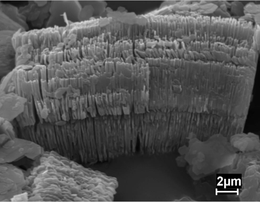 241 D. L. Santana et al.