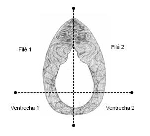 O potencial do mapará Hypophthalmus spp.... 167 seguindo metodologia proposta pela AOAC (1995). Para estas análises, foram utilizados dez exemplares de mapará com cabeça e eviscerados.