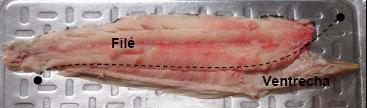 Posteriormente, todos os exemplares foram dissecados para determinação do peso das diferentes partes em análise: carcaça (nadadeiras, coluna vertebral, cabeça, pele e escamas), filés e ventrecha