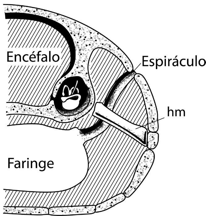 378 Licenciatura em Ciências USP/Univesp Módulo 3 a b Figura 4.22: a. Região do espiráculo em peixes, mostrando o hiomandibular (hm) e o ouvido interno. b. Região homóloga em um tetrápode, mostrando ouvido médio (me) e interno.