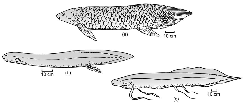 354 Licenciatura em Ciências USP/Univesp Módulo 3 a b c Figura 4.1: Peixes pulmonados (Dipnoi) atuais: a. Neoceratodus, gênero australiano; b.lepidosiren, (macho), sul-americano; c.