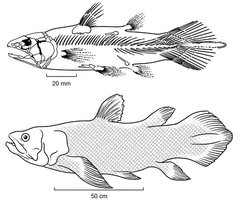 356 Licenciatura em Ciências USP/Univesp Módulo 3 Os celacantos (Figura 4.2) são caracterizados, entre outros, pela primeira nadadeira dorsal não carnosa e nadadeira caudal simétrica, trilobada.