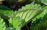 Fisiologia Vegetal Gutação É a eliminação de água em estado líquido pelos hidatódios nas folhas.