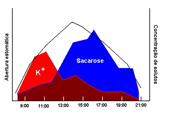 MECANISMO DE ABERTURA DOS ESTÔMATOS Tanto potássio quanto