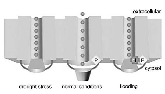 AQUAPORINAS: FECHAMENTO Extracelular Citosol Estresse Hídrico Condições Normais Inundação