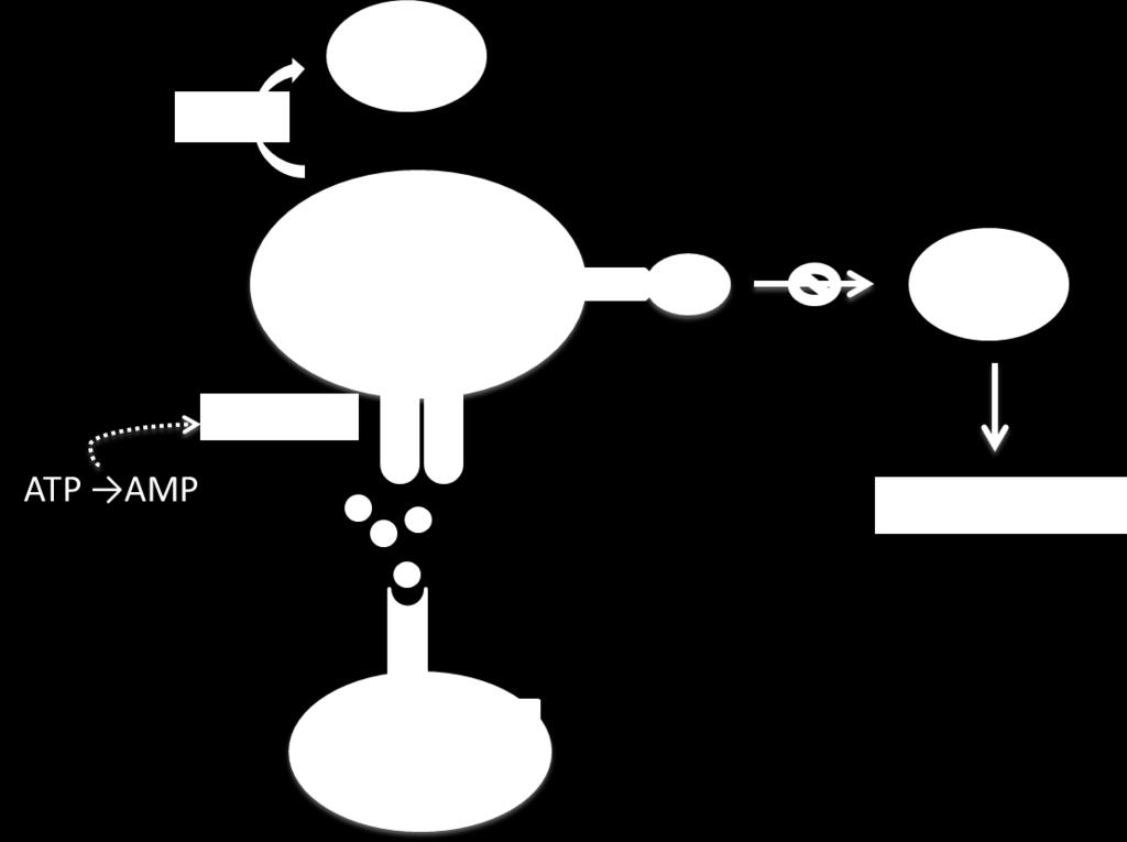 Por fim, a disrupção metabólica (figura 3) é outro dos mecanismos de supressão, pensando-se atualmente que poderá incluir três vias distintas: a apoptose resultante da privação de IL-2 (considerada