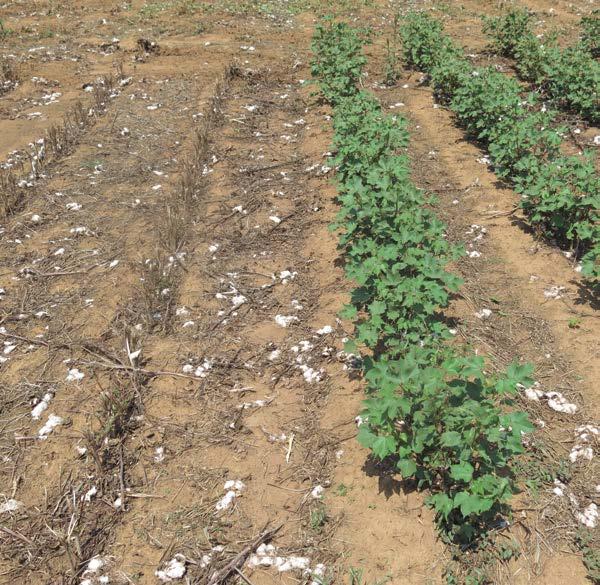 Parcela de algodão com aplicação de herbicida para destruição de soqueira ao lado de linha testemunha (sem aplicação), Ensaio Primavera do Leste.