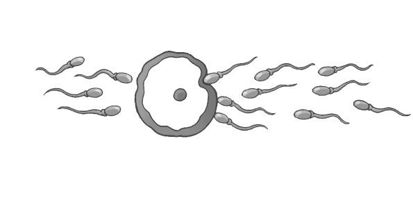 3. A gravura representa o sistema urinário do homem. 3.1. Relativamente a esse sistema, indica o nome do órgão onde se forma a urina: se armazena a urina: 3.2.