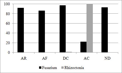63 Figura 7 - Porcentagem de contaminação por fungos do gênero Fusarium e Rhizoctonia em sementes despolpadas pelos viveiristas e coletadas antes de serem colocadas para estratificação.