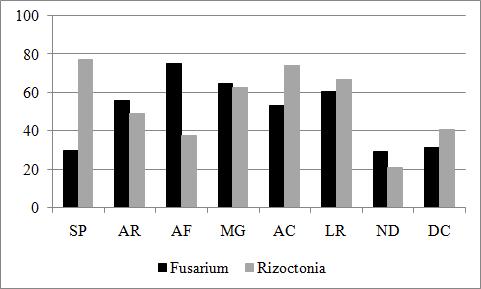 65 Figura 8 - Porcentagem de contaminação por fungos do gênero Fusarium e Rhizoctonia em sementes coletadas durante o período de estratificação.