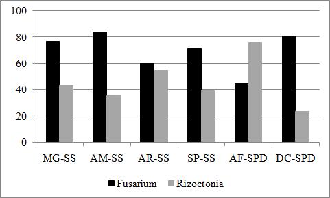 66 Figura 9 - Porcentagem de contaminação por fungos do gênero Fusarium e Rhizoctonia em sementes coletadas na sementeira e em semeadura direta.
