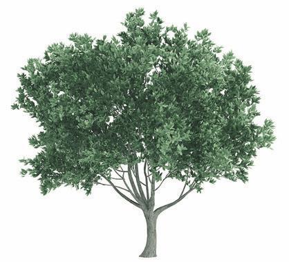 A partir da observação da imagem, pedir aos alunos que digam o que sabem sobre as árvores: as que conhecem, o que dão, onde podem viver, do que precisam para viver Registar no quadro as ideias dos
