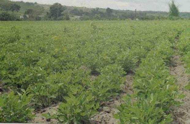 Características das plantas utilizadas como Adubação Verde 1. Produzir grande volume de massa verde 2. Pouco susceptível ao ataque de pragas e doenças 3.