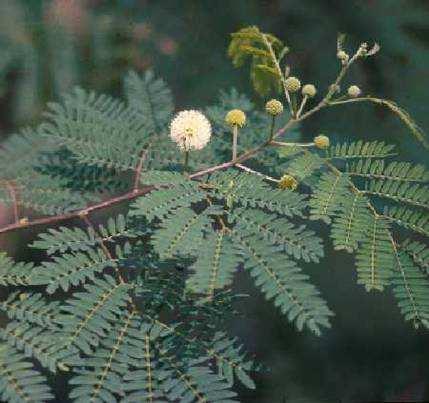 1.4. Leucena (Leucaena Leucocephala) Leguminosas perene Crescimento inicial lento Após o