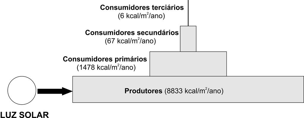 Q.09 A ilustração mostra a produtividade líquida de um ecossistema, isto é, o total de energia expressa em quilocalorias por metro quadrado/ano, após a respiração celular de seus componentes.