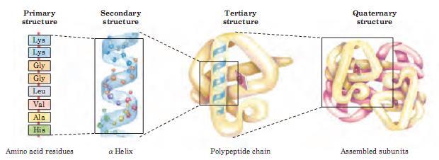 Peptídeos e proteínas Níveis de proteínas Primário ligação entre os aminoácidos Secundário conformação local