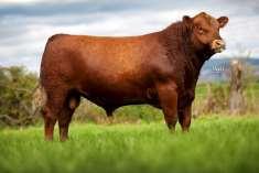 ABERDEEN ANGUS/RED ANGUS Pelagem: Preta: Aberdeen Angus Vermelha: Red Angus (recessivo) Mucosa preta para Aberdeen e Rosa para Red Angus;