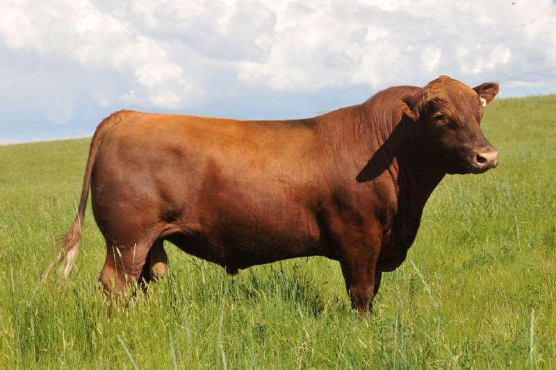 RED ANGUS