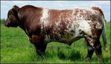 SHORTHORN Britânica Origem: