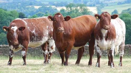 SHORTHORN