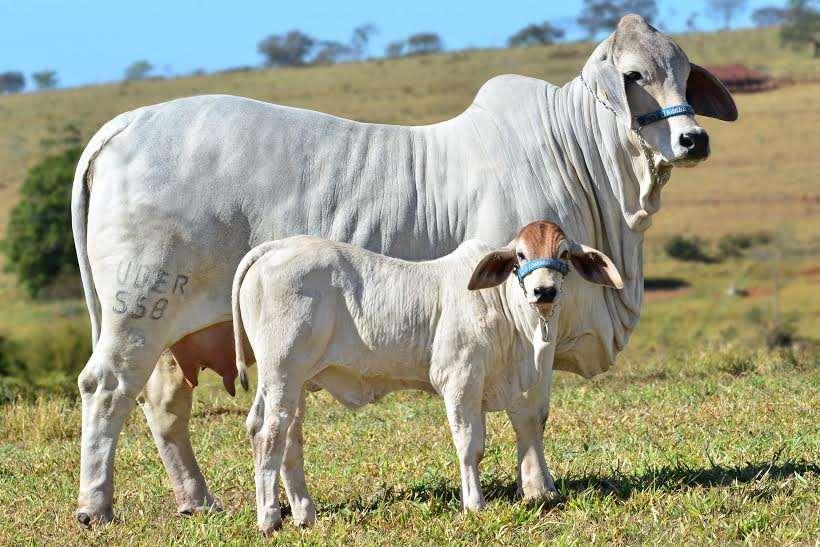 BRAHMAN