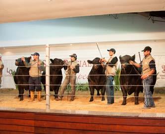 10º Leilão Angus coloca 150 animais em pista Genética Tropical VPJ fatura R$ 502,77 mil O remate realizado durante a 37ª Expoguá, em Guarapuava (PR), em 11 de agosto de 2012, comercializou 23 touros
