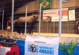 Chancelado pela Angus Brasil e pela Sociedade de Criadores de Aberdeen Angus do Uruguai, o pregão foi promovido pelas cabanhas Sossego, de Santana do Livramento (RS), e Cambá Pytá, de Artigas