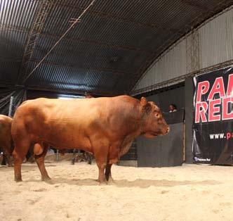 PaipassoRed fatura R$ 566 mil O Leilão PaipassoRed, da Cabanha Paipasso, da Agropecuária Corrêa Osório, de Santana do Livramento (RS), colocou 139 animais das raças Angus e Brangus em pista, cuja