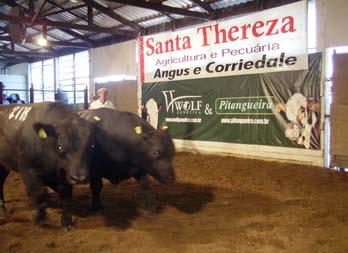 O evento ocorreu em 26 de outubro de 2012, no parque do Sindicato Rural de São Francisco de Assis (RS), durante a Expofeira, e foi organizado pelo Núcleo de Criadores de Angus de Alegrete (RS).