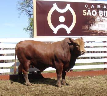 52º Remate Anual Cabanha São Bibiano fatura R$ 1,1 milhão Com a comercialização de 375 animais Angus PO e CA machos e fêmeas, o 52º Remate Anual da Cabanha São Bibiano, realizado no dia 2 de novembro