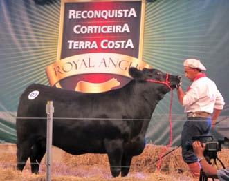 Chancelado pela Angus Brasil, o pregão do selecionador Antonio Martins Bastos Filho ocorreu na sede da cabanha, em Uruguaiana (RS), e teve transmissão ao vivo para todo o país pelo Canal Rural.