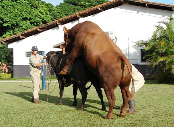 Inseminação melhora genética e manejo de animais Técnica auxilia em projeto voltado à exportação Foto: Divulgação ABS Pecplan Os números da Asbia atestam que o Angus é referência na venda de sêmen