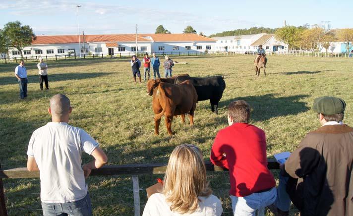 Foto: Divulgação Embrapa Pecuária Sul Prova de Avalição reúne 19 exemplares Prova de Avaliação a Campo de Touros Angus da Embrapa compara touros em condições iguais de manejo A pós nove meses de