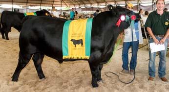 Expositor: ANTÔNIO MACIEL NETO Estabelecimento: FSL ANGUS ITÚ - ITU/SP Fotos: Gerson Nunes Sobreira - Terrastock Reservado Grande Campeão MC KAIRO CABOCLA ZORZAL TE1218