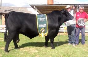 GRANDE campeão LC TOROPASSO T11 Expositor: Paulo de Castro Marques, Casa Branca Agropastoril, Fama/MG PWM NOLAN TERCEIRO MELHOR MACHO GARUPÁ 8322 QUEBRACHO ZHAURY Expositor: Reno Paulo Kunz, Fazenda