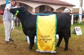 GRANDE campeão FELIZ 292 NETUNO 818 KRT Expositor: Augusto Vieira de Rua Pinto Guedes, Cabanha Feliz, Campina do Monte