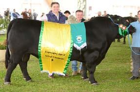 GRANDE campeã TAMANDUÁ TE22 CAMELIA SAYCAN 024 Expositor: Agropecuária Mafra S.A., Fazenda Tamanduá, Canoinhas/SC TERCEIRA