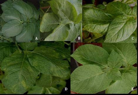 tamanho das plantas. Nas folhas das plantas infectadas com PVS+ PVX+PLRV (3-B), notou-se mosaico intenso, deformação e, ainda, diminuição da área foliar.