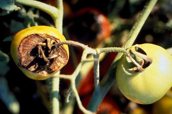 PINTA PRETA OU MANCHA DE ALTERNARIA PINTA PRETA OU MANCHA DE ALTERNARIA Nos frutos as lesões iniciam-se cor marrom ou preta, onde causam podridão seca