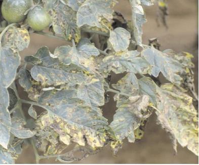 SEPTORIOSE SEPTORIA LYCOPERSICI É importante no tomateiro na época das chuvas A doença provoca perdas devido à destruição progressiva da folhagem que,