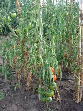 iprodione e procimidone); Ocorre em todas as regiões onde o tomateiro é cultivado; Sobrevivência: no solo por mais de 10 anos; Penetração: raízes, ferimentos; Disseminação: vento, água, tratos