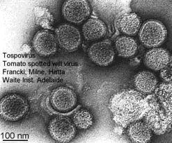 chlorotic mottle virus (ToCMV) Mosaico Comum Gênero Tobamovirus Tomato mosaic virus ToMV Risca ou Mosaico Y Gênero Potyvirus Potato virus Y PVY Amarelos Família Luteoviridae Tomato