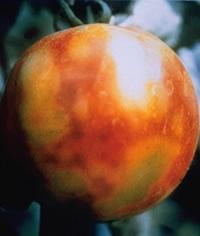 Nos frutos podem desenvolver manchas anelares VIRA-CABEÇA Rotação