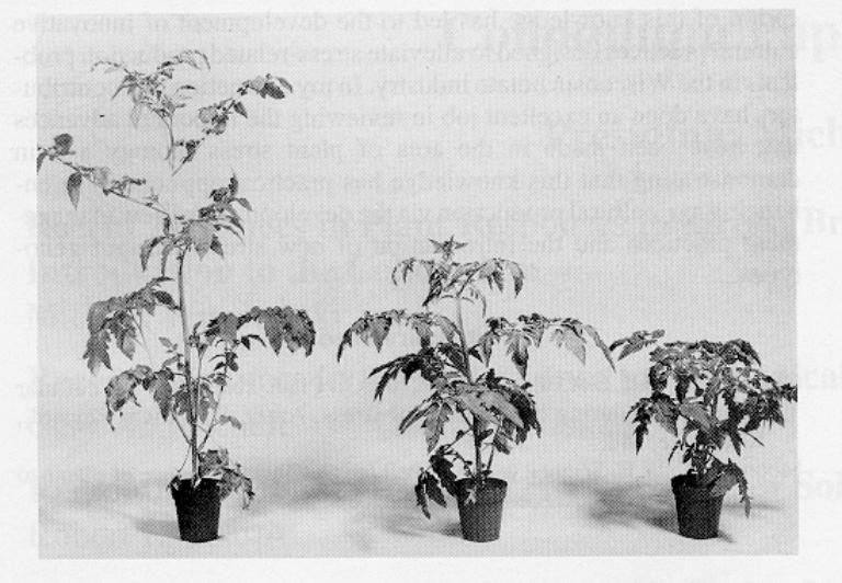 U = 7km/h Plantas submetidas a diferentes velocidades do vento.