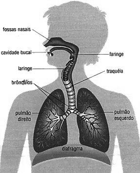 SISTEMA RESPIRATÓRIO SISTEMA RESPIRATÓRIO O sistema respiratório humano é constituído por um par de pulmões e por vários órgãos que conduzem o ar para dentro e para fora das