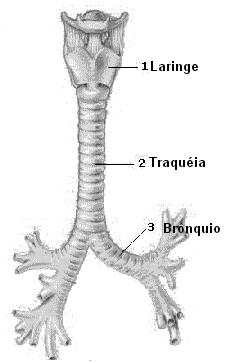 Estrutura e Função Traquéia: é um tubo de aproximadamente 1,5 cm de diâmetro por 10-12 centímetros de comprimento, cujas paredes são reforçadas por anéis cartilaginosos.